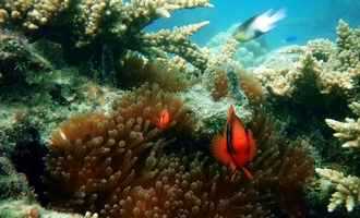 Phi Phi snorkeling tour, Krabi, Thailand