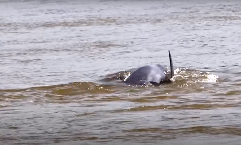 cambodia and watching dolphin
