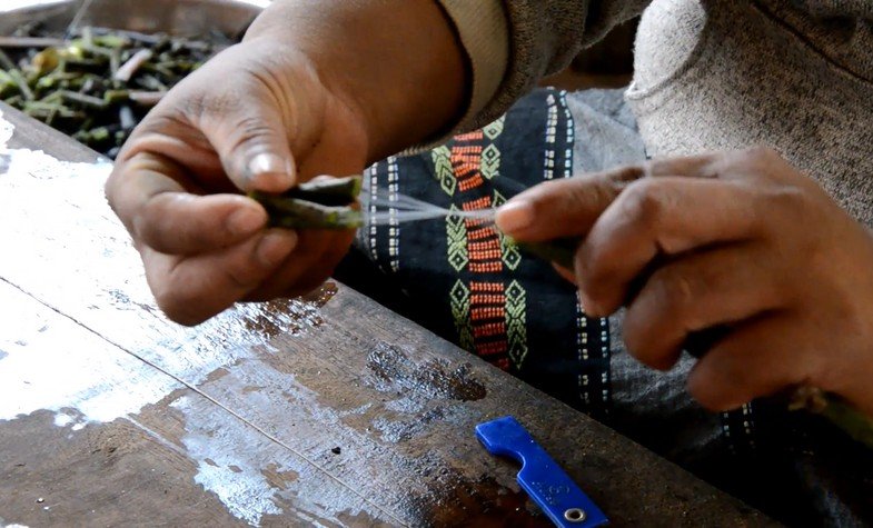 extracting the fibers from the branch of a lotus