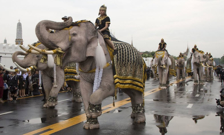 Thai elephants - A religious symbol - The National Animal